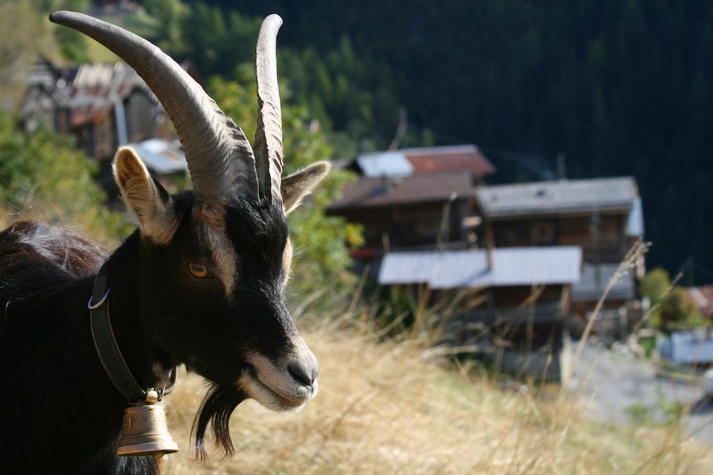 Gite L'Ermitage Veysonnaz Bagian luar foto